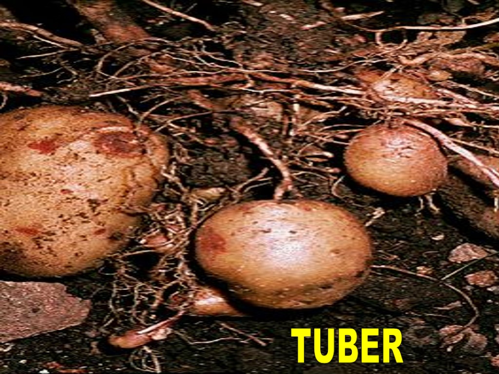 TUBER